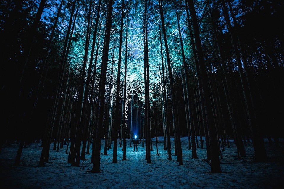 a photo in the Alaskan wilderness, at night, of very tall trees and a snow covered ground, illuminated ony by the blue-tinged headlamp of a person standing in the middle of a distant grove.