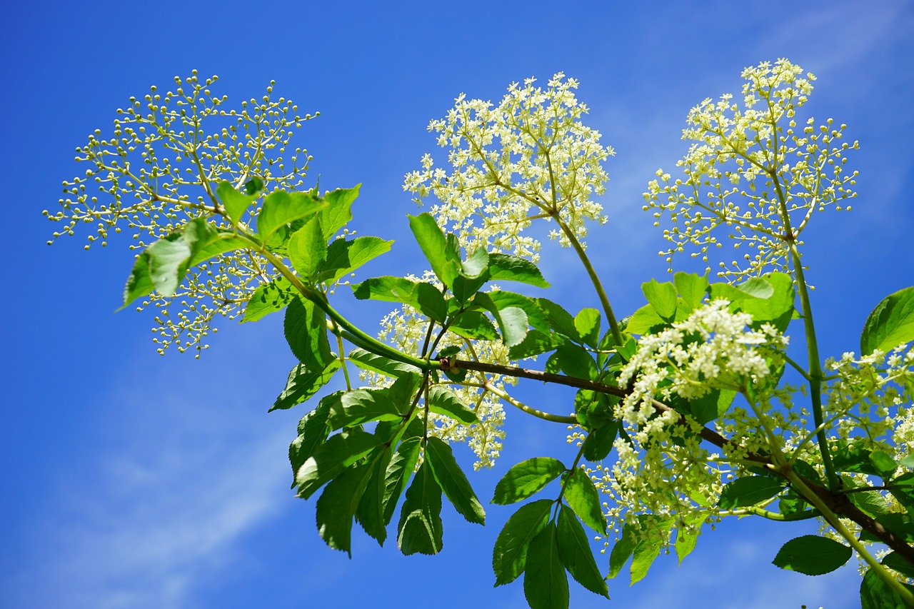 elderflowers against a blue sky (elderflowers symbolize kindness and empathy).